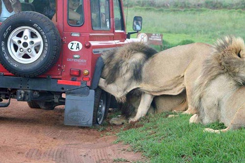 Sư tử đói cắn lốp xe, tấn công người
